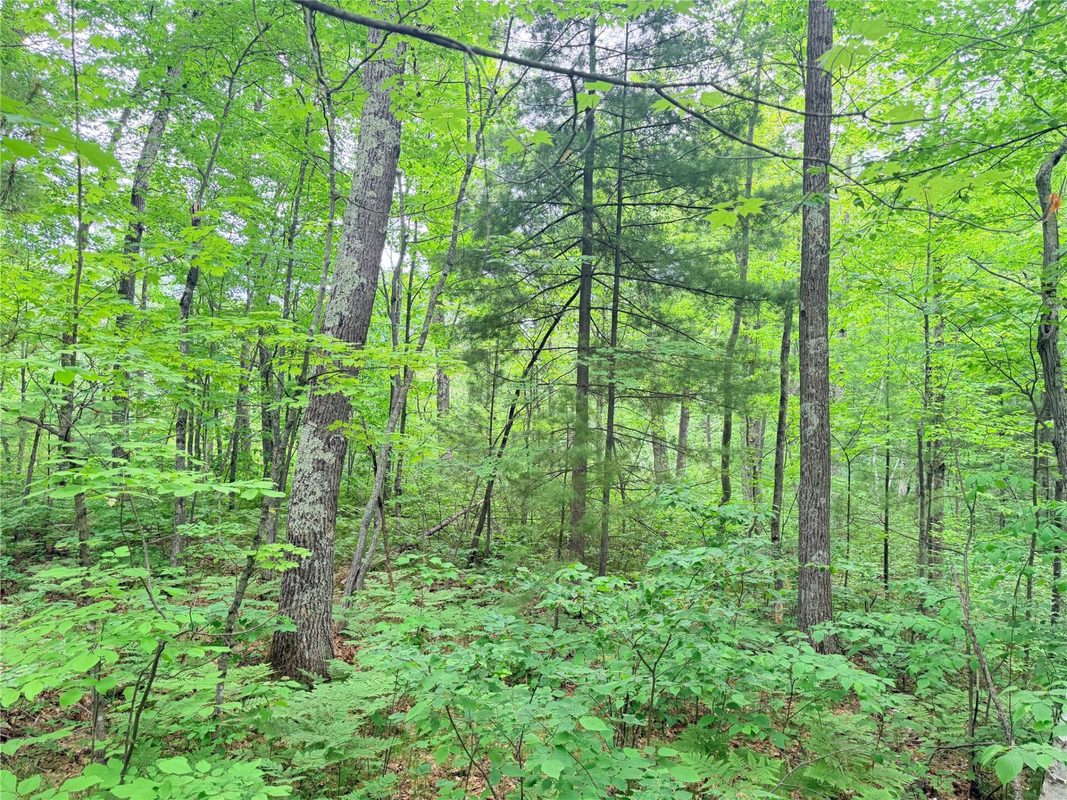 0 Schultz Lane, Stone Lake WI 54876 - Land house for sale - MLS #1601955 - image3