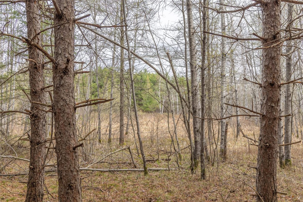Land at 40 Acres Adams & Jones Road, Bruce, WI 54819 — photo 14