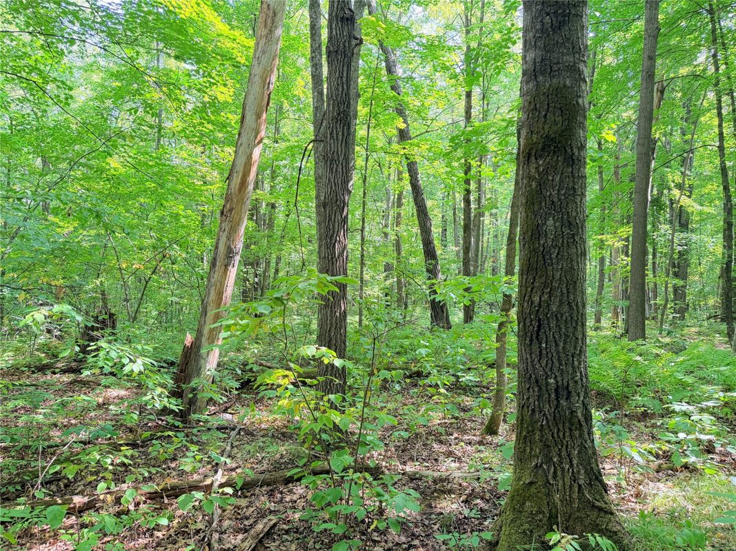 30 Acres County Highway X, Glen Flora WI 54526 - Land house for sale - MLS #1605967 - image9