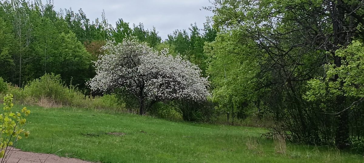 11116 Blackberry Road, Trego WI 54888 - Land house for sale - MLS #1601881 - image27