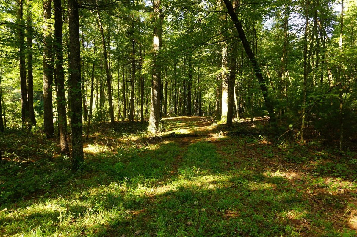 N9105 Flood -- Lot 5 Road, Black River Falls WI 54615 - Land house for sale - MLS #1605206 - image13