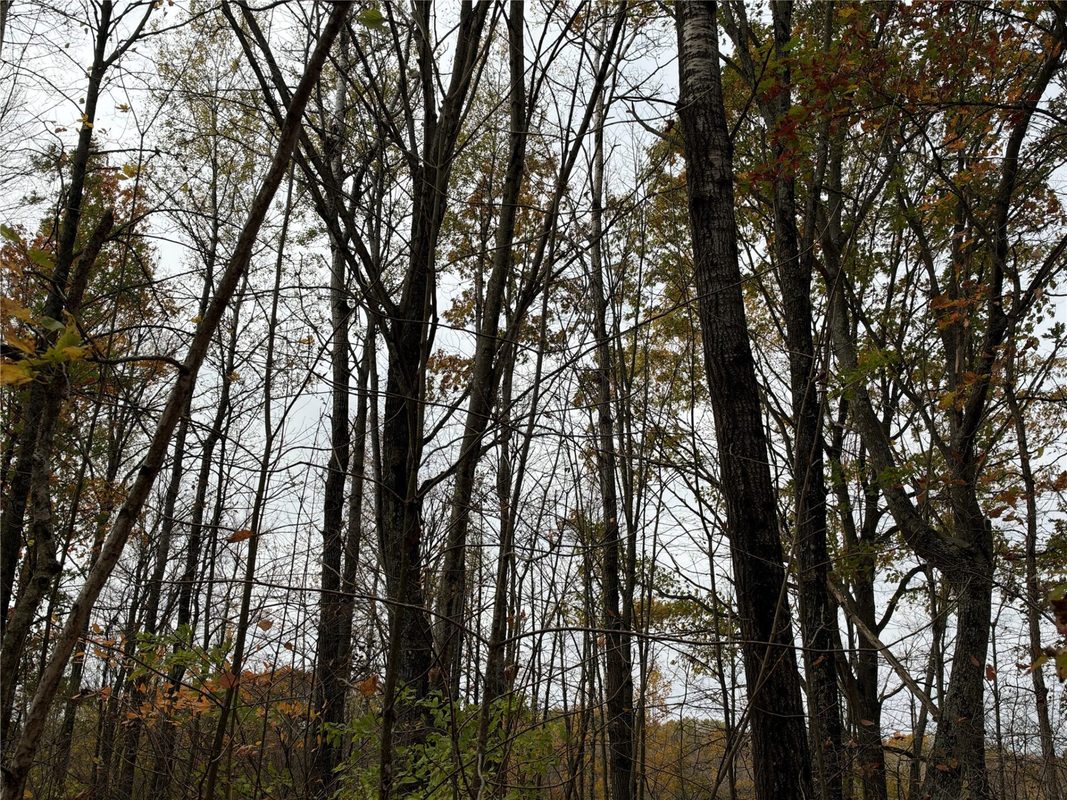 OOO Richfield Wood Road, Arpin WI 54410 - Land house for sale - MLS #1605936 - image30