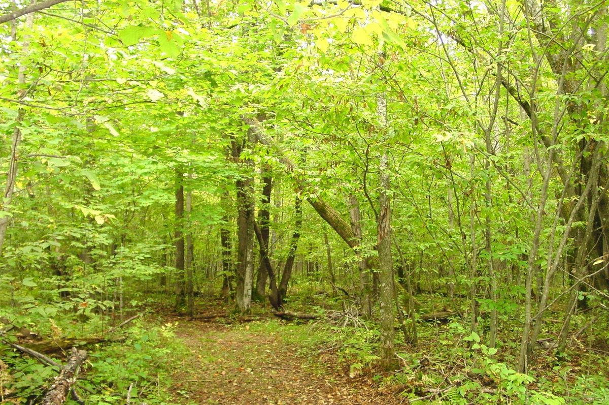 N5391 Hwy. 73, Ingram WI 54526 - Residential house for sale - MLS #1604886 - image36