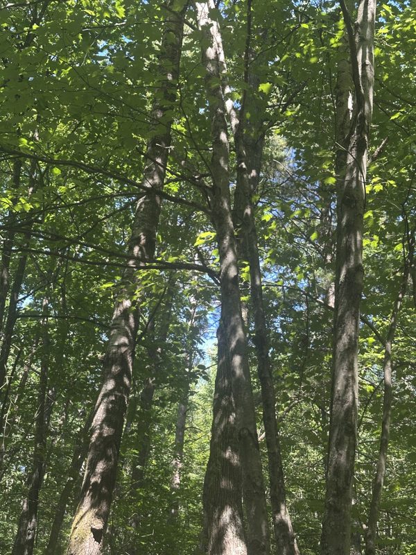 Lot 1 271st Street, Holcombe WI 54745 - Land house for sale - MLS #1603195 - image5