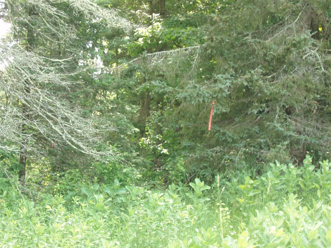 2460N County Highway FF, Butternut WI 54514 - Residential house for sale - MLS #1602950 - image32