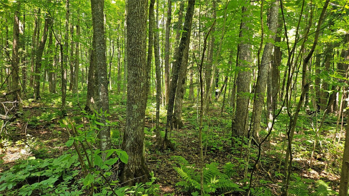 4687 Valesh Road, Couderay WI 54828 - Land house for sale - MLS #1602810 - image7