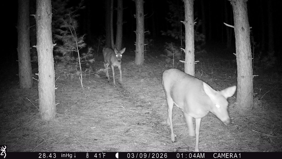 TBD 20 Acres 630th Street Colfax WI 54730 — photo 10