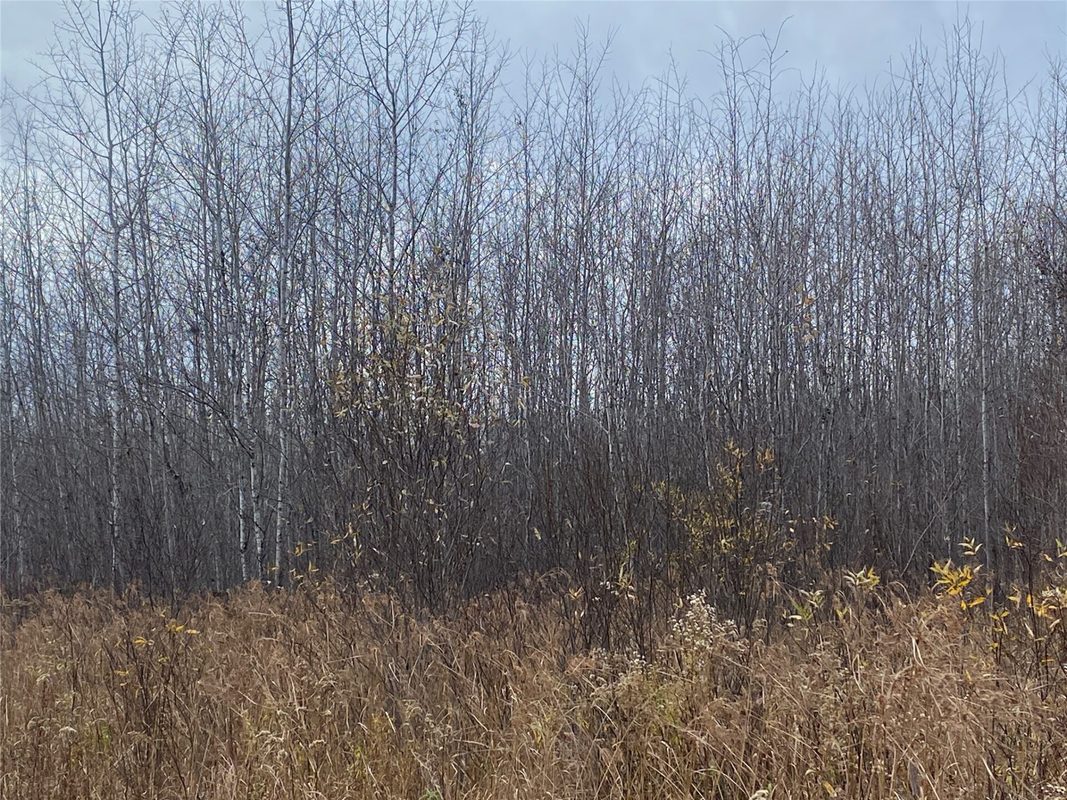 Near Timber Road Catawba WI 54515 — photo 5