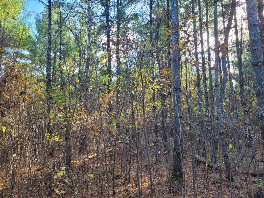 N10835 Kovar Road, Merrillan WI 54741 - Land house for sale - MLS #1606219 - image11