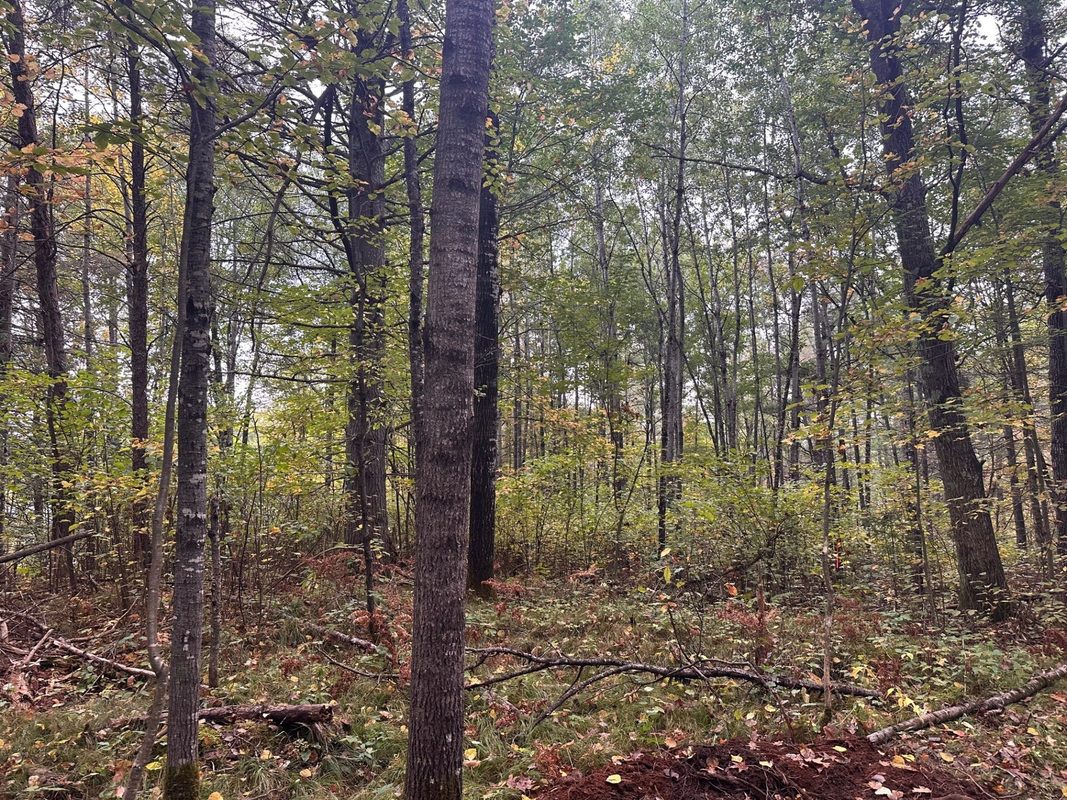 0 N Sabin Road Hayward WI 54843 — photo 3