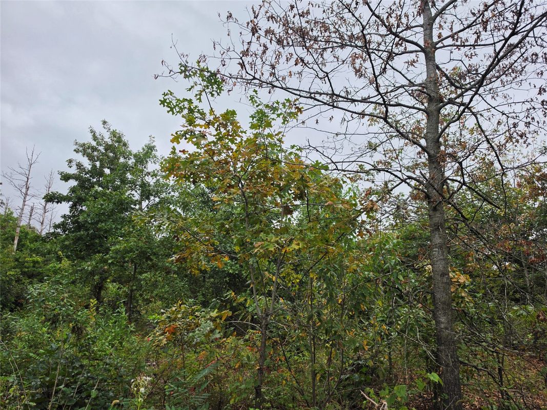 Lot 6 370th Ave Avenue, Elk Mound WI 54739 - Land house for sale - MLS #1605278 - image7