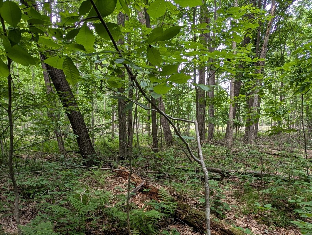 W6620 Deerwood Drive, Ladysmith WI 54848 - Land house for sale - MLS #1602936 - image11
