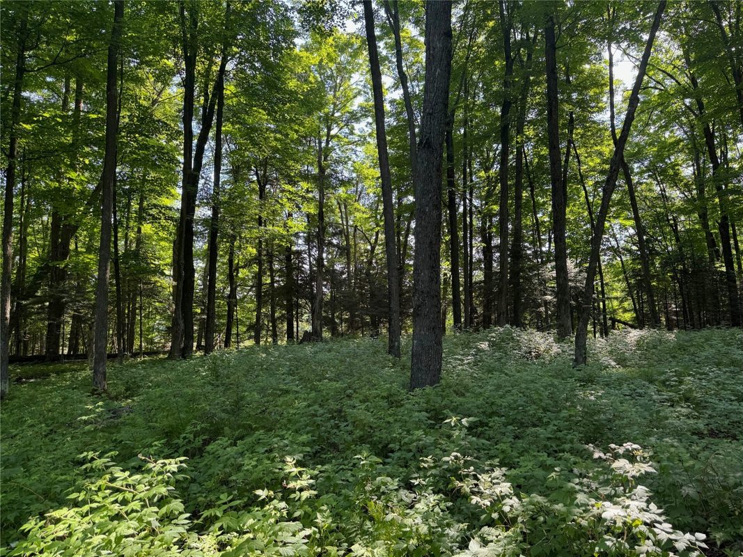 Lot 8 Crane Lane, Hayward WI 54843 - Land house for sale - MLS #1603375 - image18