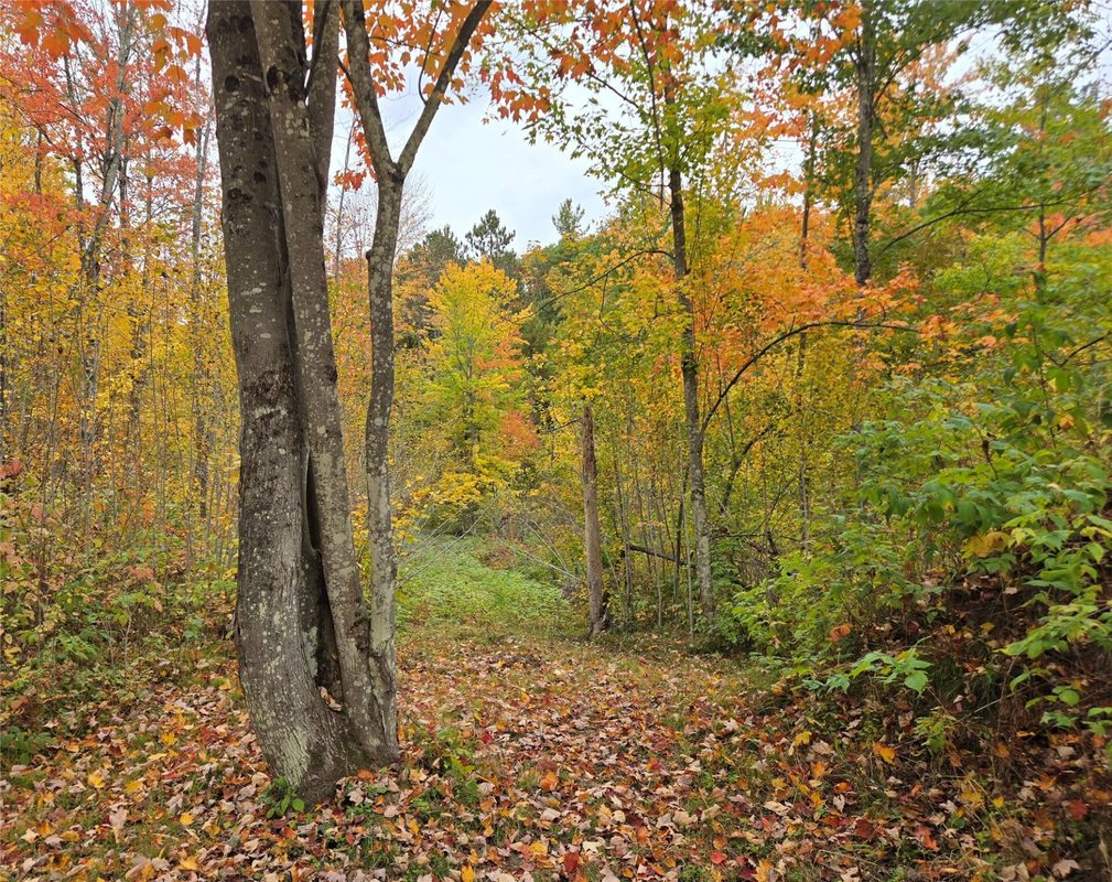 16119 Henks Road, Hayward WI 54843 - Land house for sale - MLS #1605555 - image6