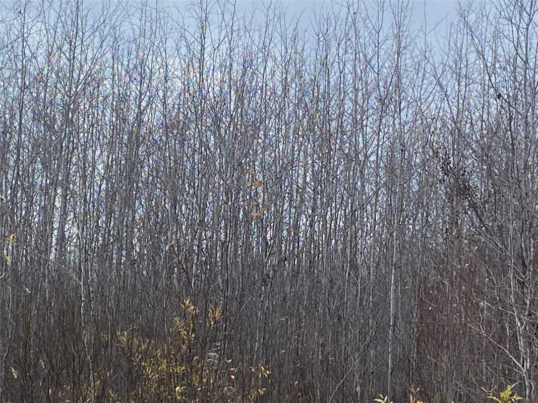 Near Timber Road Catawba WI 54515 — photo 6