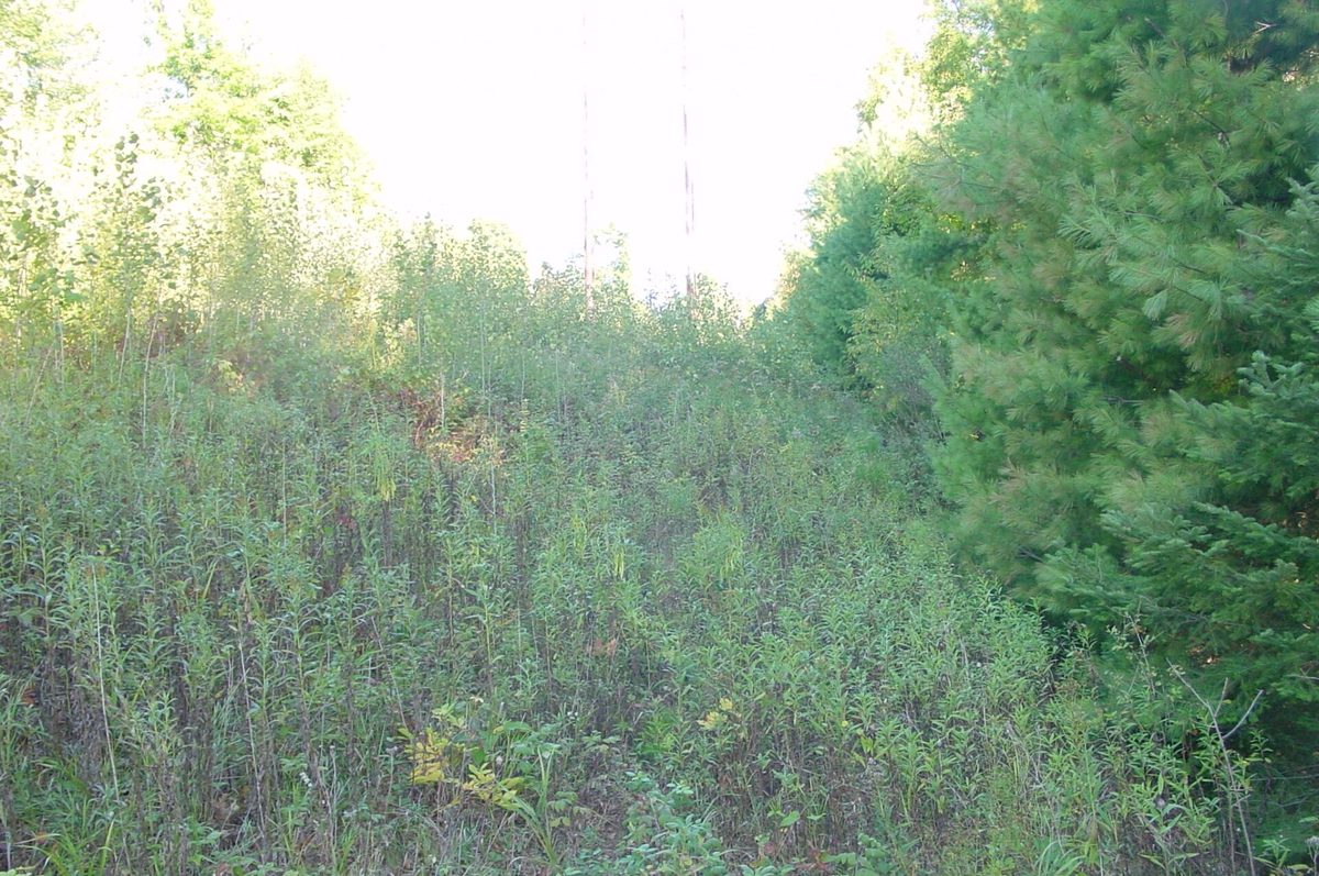 Lot 6 Mae West Road, Ladysmith WI 54848 - Land house for sale - MLS #1605333 - image11