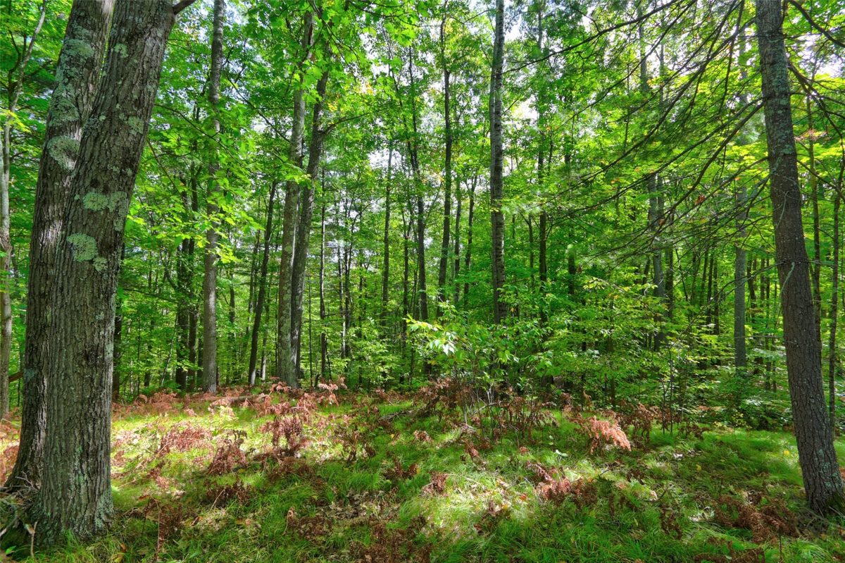 Lot 1 Larsen Road, Hayward WI 54843 - Land house for sale - MLS #1605635 - image5