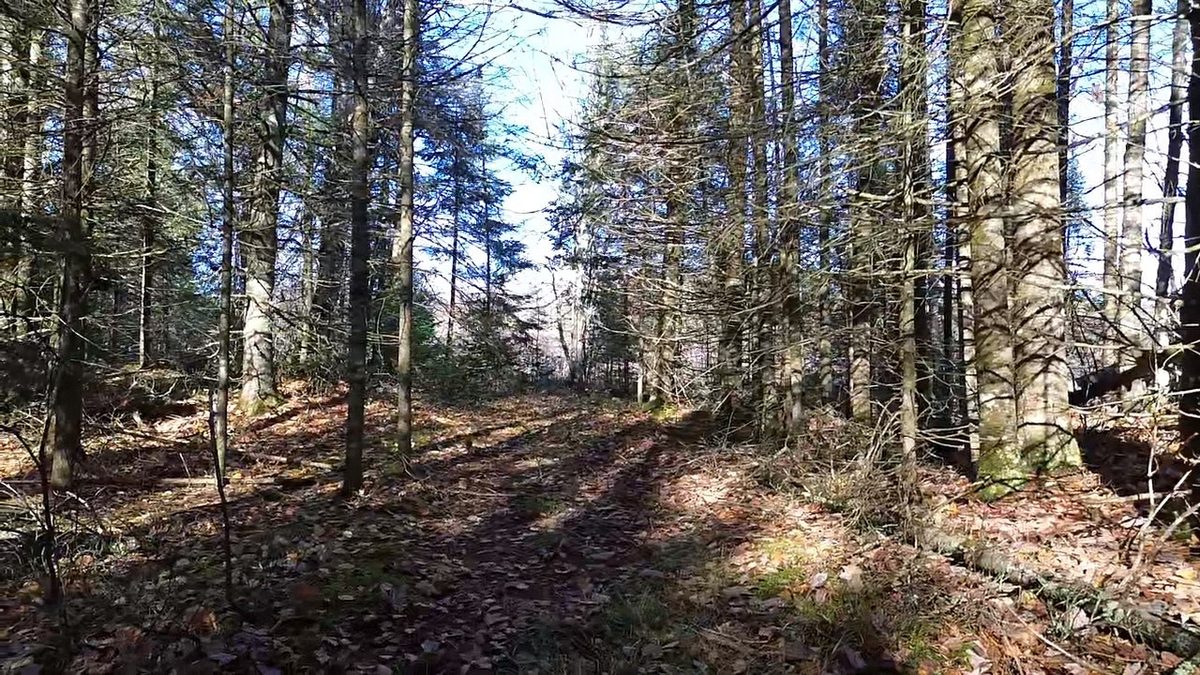4800 43 Road, Solon Springs WI 54783 - Land house for sale - MLS #1606105 - image14