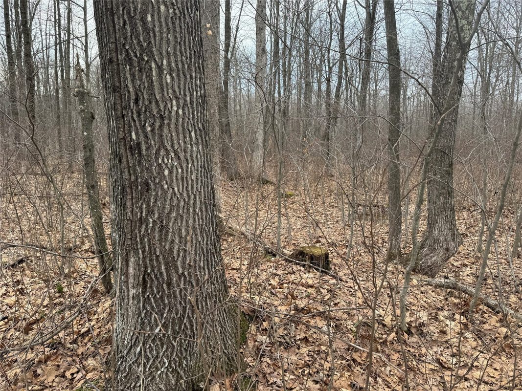 OOO MAPLE Granton WI 54436 — photo 11