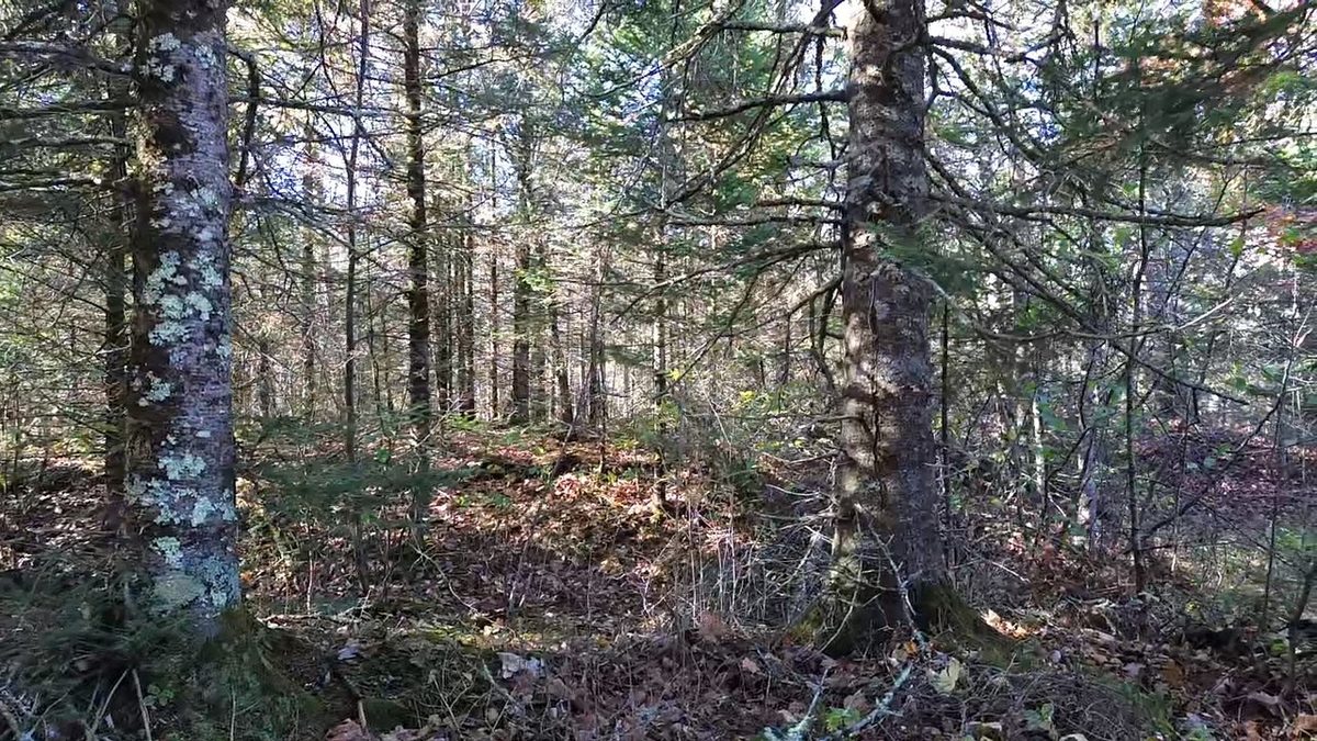 4800 43 Road, Solon Springs WI 54783 - Land house for sale - MLS #1606105 - image17