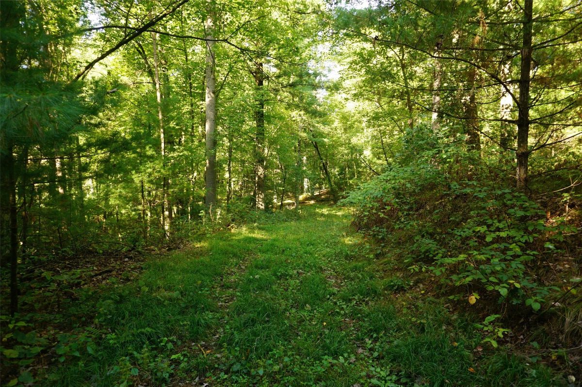 N9105 Flood -- Lot 5 Road, Black River Falls WI 54615 - Land house for sale - MLS #1605206 - image12