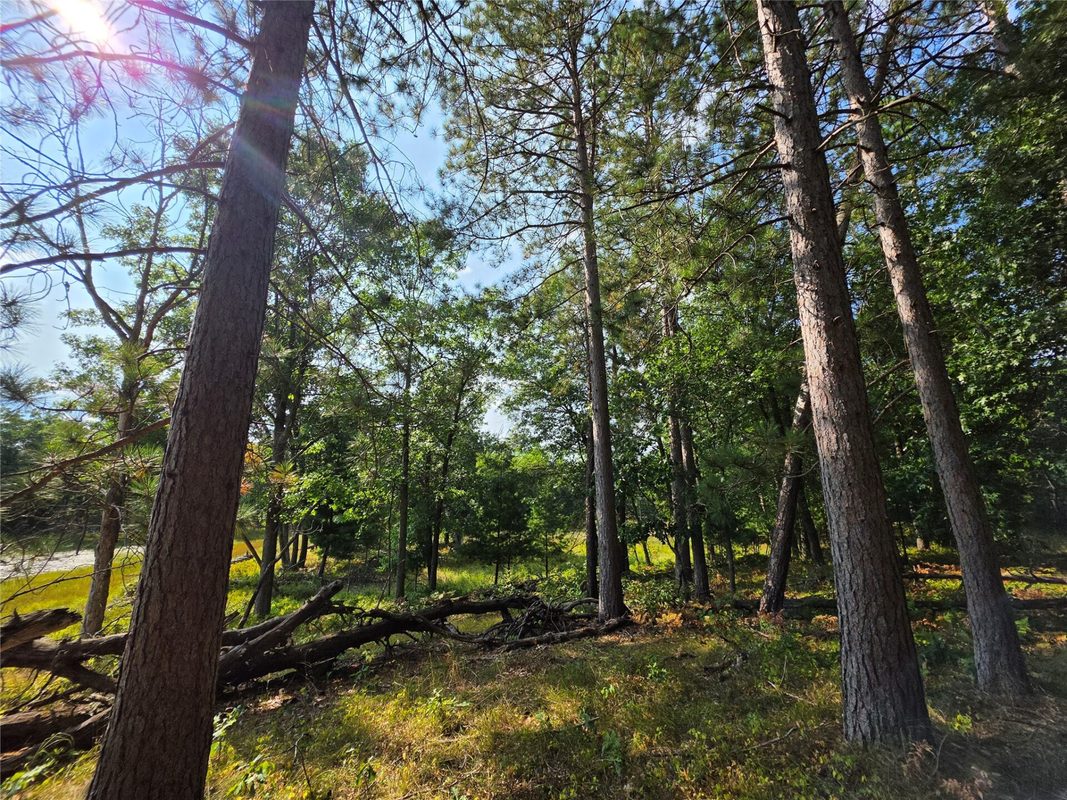 xxx County Road H, Danbury WI 54830 - Land house for sale - MLS #1600068 - image6