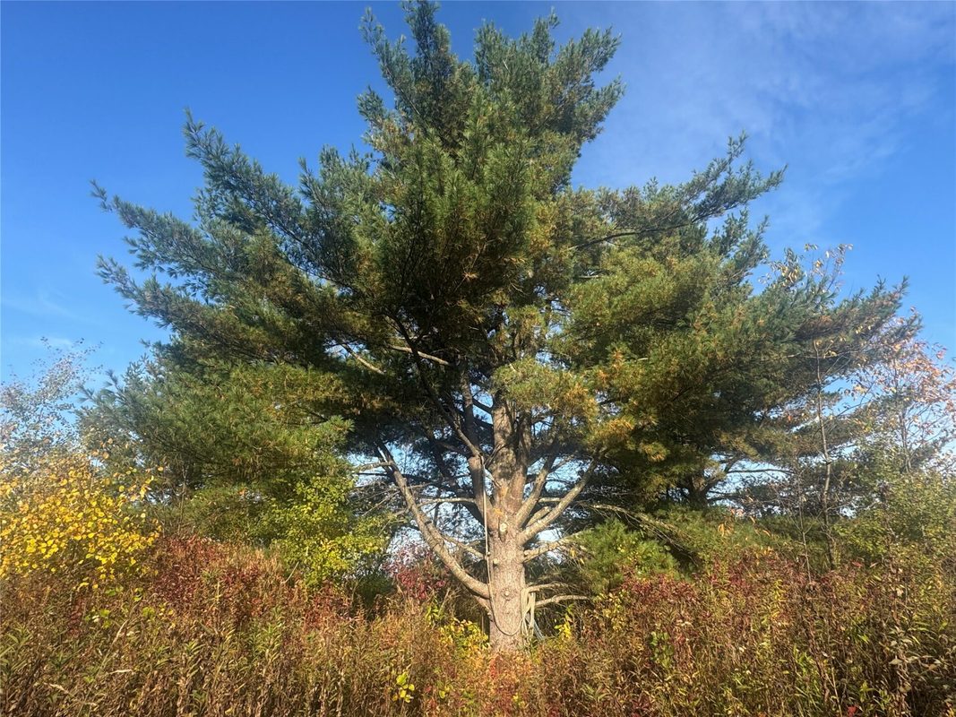 W11199 Edgewood Avenue, Bruce WI 54848 - Land house for sale - MLS #1605749 - image39