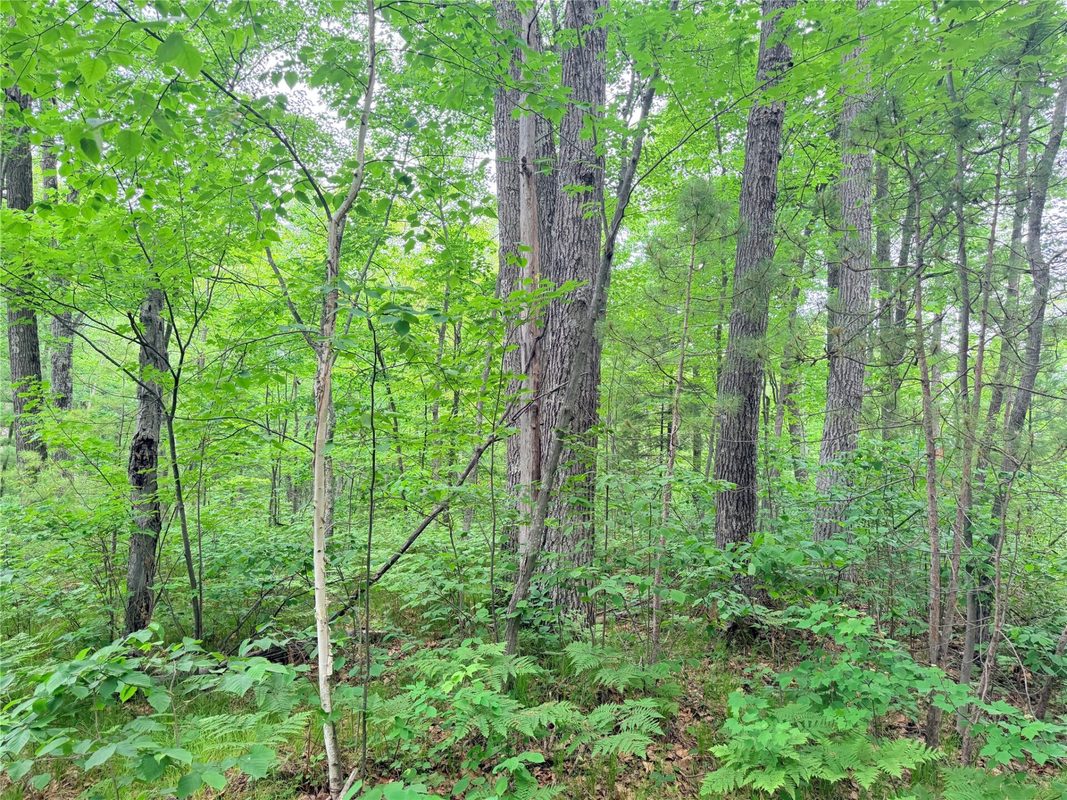 0 Schultz Lane, Stone Lake WI 54876 - Land house for sale - MLS #1601955 - image7