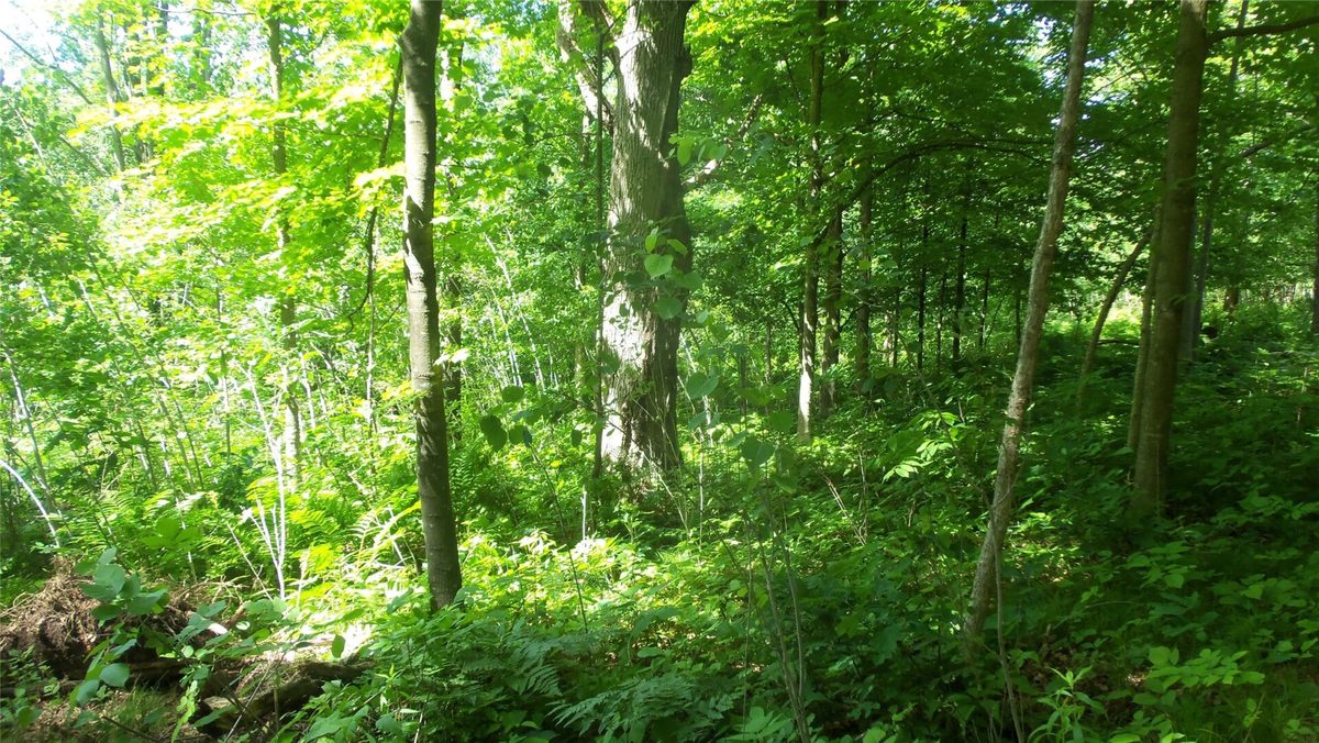 XXX Bashaw Store Road, Shell Lake WI 54871 - Land house for sale - MLS #1603494 - image12