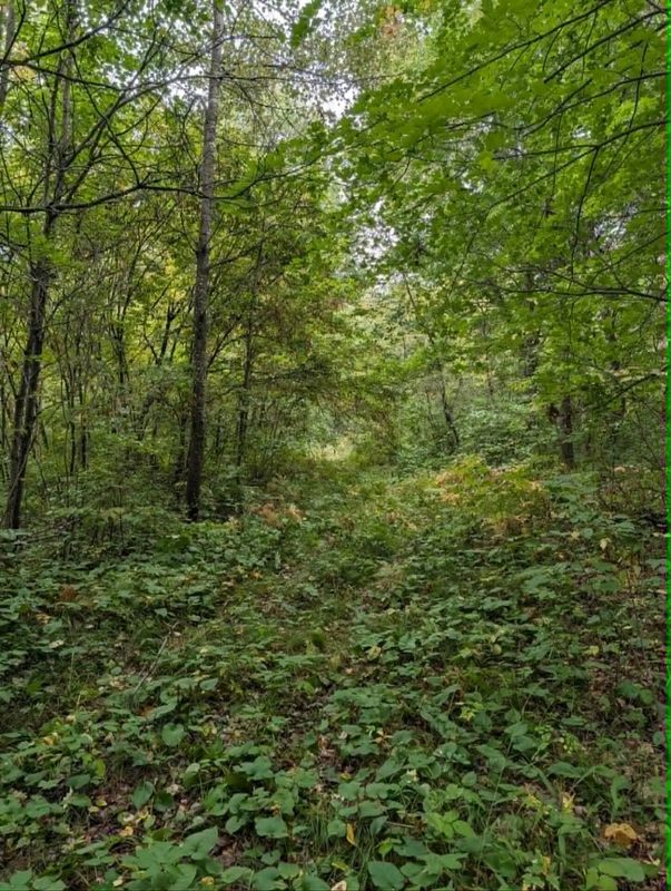 10501 County Hwy M Highway, Springbrook WI 54875 - Land house for sale - MLS #1604696 - image15