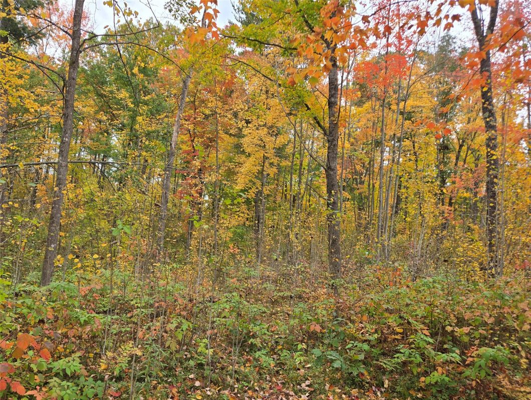 16119 Henks Road, Hayward WI 54843 - Land house for sale - MLS #1605555 - image5