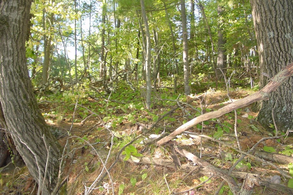 Lot 6 Mae West Road, Ladysmith WI 54848 - Land house for sale - MLS #1605333 - image5