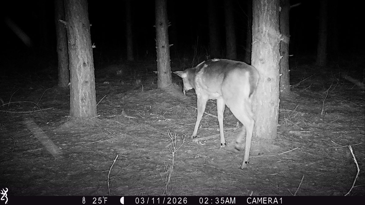 TBD 20 Acres 630th Street Colfax WI 54730 — photo 27