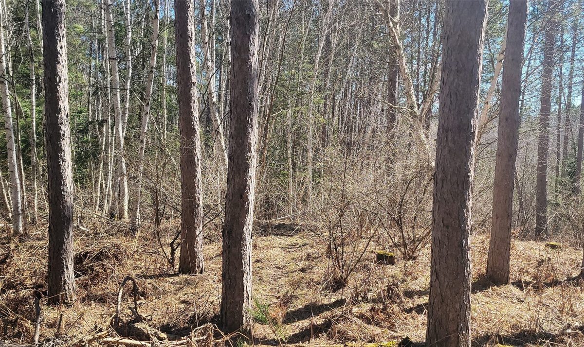 On Hunter Lake Road, Winter, WI — photo 2