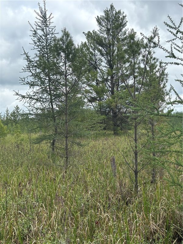 0 Walkers Road, Humbird, WI