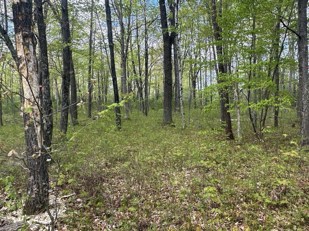 25275 Bruss Road, Webster WI 54893 - Land house for sale - MLS #1602158 - image7