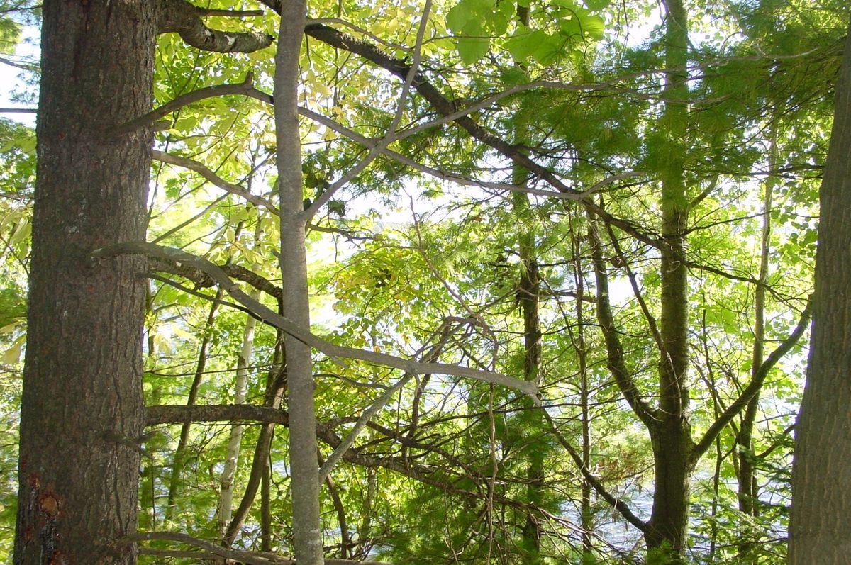Lot 6 Mae West Road, Ladysmith WI 54848 - Land house for sale - MLS #1605333 - image8