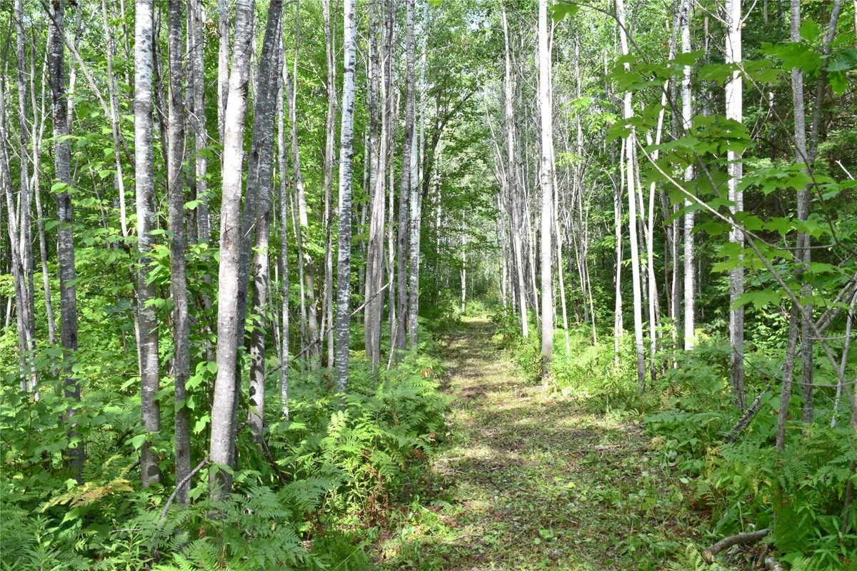 26615 Star Route Road, Bayfield WI 54814 - Land house for sale - MLS #1604800 - image33