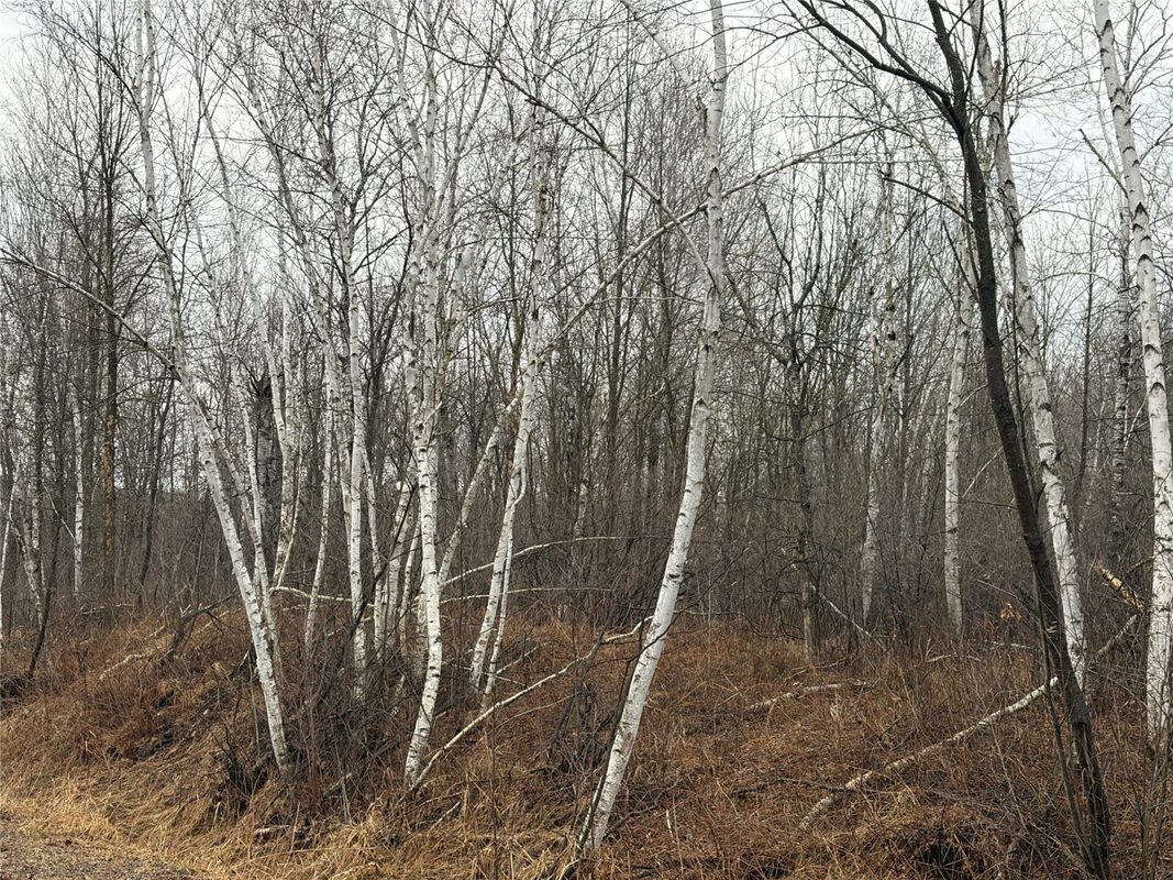 ON Sheep Camp Road Ladysmith WI 54848 — photo 4