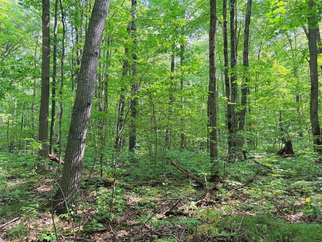 30 Acres County Highway X, Glen Flora WI 54526 - Land house for sale - MLS #1605967 - image10