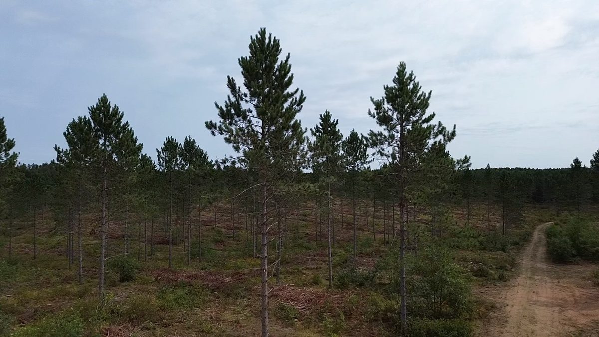 212X Ellison Lake Road, Barnes WI 54873 - Land house for sale - MLS #1604310 - image5