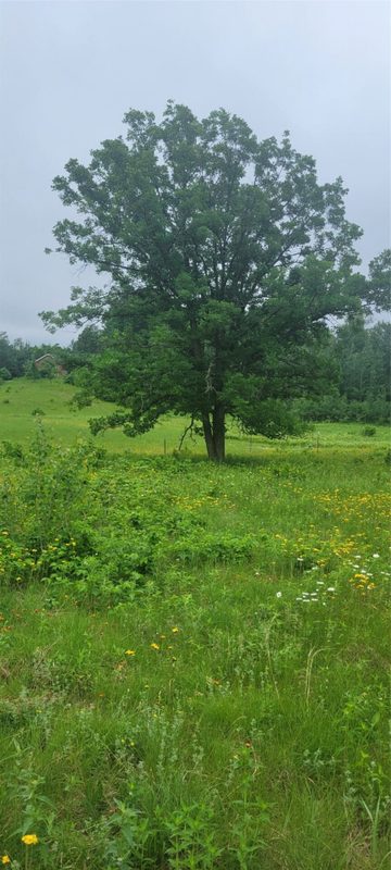 11116 Blackberry Road, Trego WI 54888 - Land house for sale - MLS #1601881 - image12