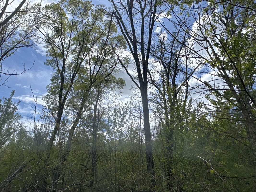 25275 Bruss Road, Webster WI 54893 - Land house for sale - MLS #1602158 - image10