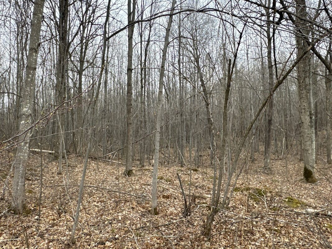 TBD Barrett Trail, Trego WI 54888 - Land house for sale - MLS #1600463 - image16