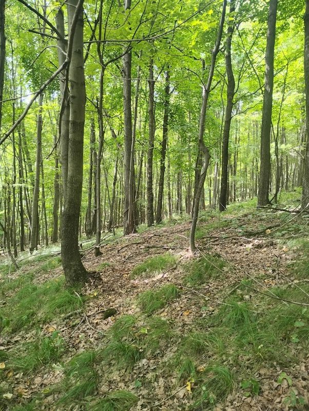 0 1130th, Colfax WI 54730 - Land house for sale - MLS #1604452 - image13