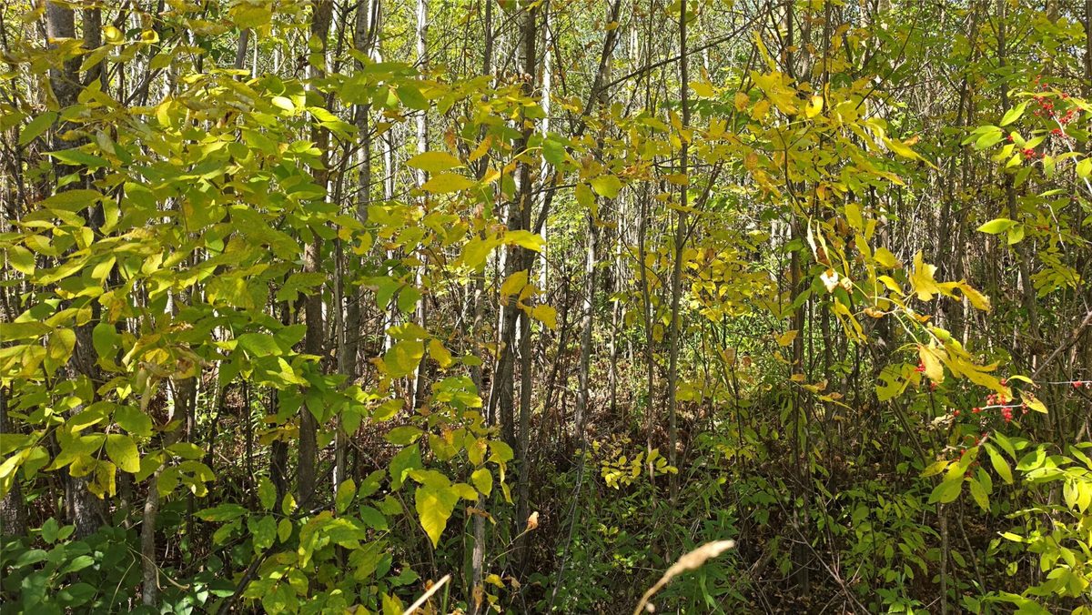 On County Highway W, Winter WI 54896 - Land house for sale - MLS #1605419 - image11