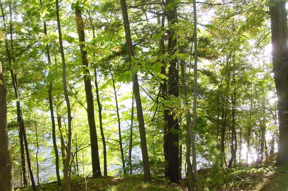 Lot 6 Mae West Road, Ladysmith WI 54848 - Land house for sale - MLS #1605333 - image16