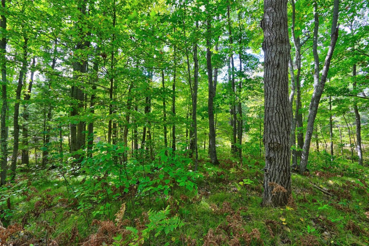 Lot 1 Larsen Road, Hayward WI 54843 - Land house for sale - MLS #1605635 - image7