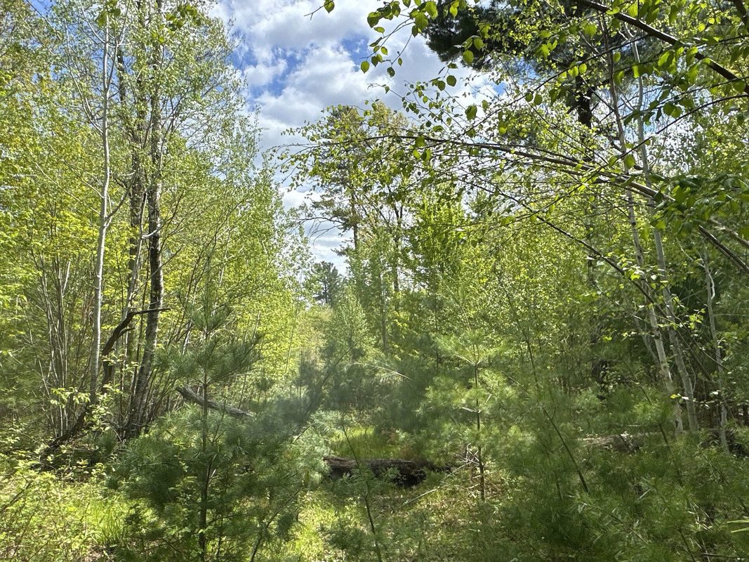 25275 Bruss Road, Webster WI 54893 - Land house for sale - MLS #1602158 - image12