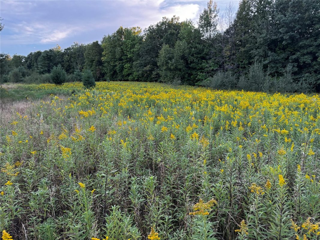 xxx 340th Avenue, Lewis WI 54837 - Land house for sale - MLS #1604783 - image24